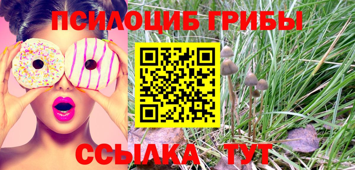 Галлюциногенные грибы Psilocybe Тимашёвск